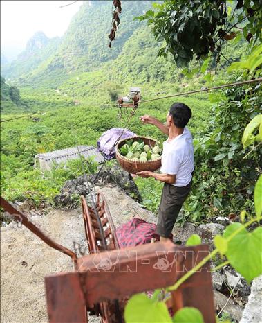 Photo: Custard apples are transported on hand-made ropeways from mountains to markets. VNA Photo: Vũ Sinh