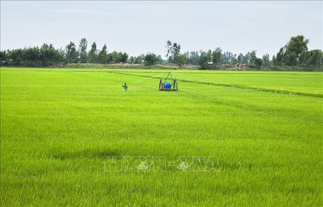 Trong ảnh: Cánh đồng lúa xanh bát ngát trên vùng kinh tế mới Rọc Xây. Ảnh: Hồng Đạt - TTXVN
