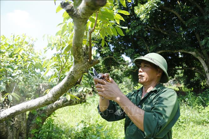 Trong ảnh: Chăm sóc mắt ghép cho cây nhãn Thái Bình. Ảnh: Nam Sương – TTXVN