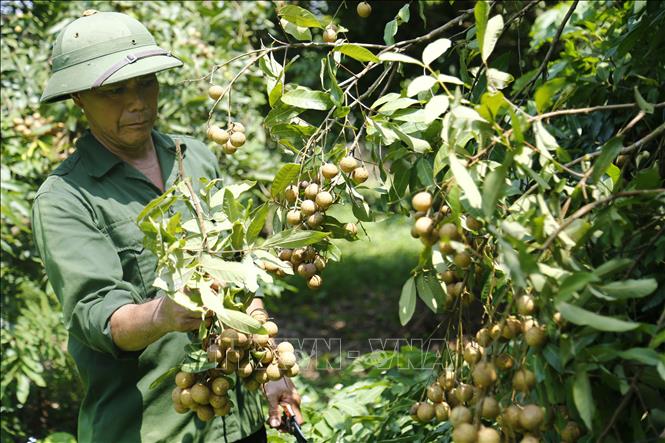 Trong ảnh: Tuy năm nay mất mùa nhưng vườn nhãn của ông Tống Văn Bình (Thôn 5, xã Thái Bình) vẫn cho sản lượng khá cao. Ảnh: Nam Sương – TTXVN