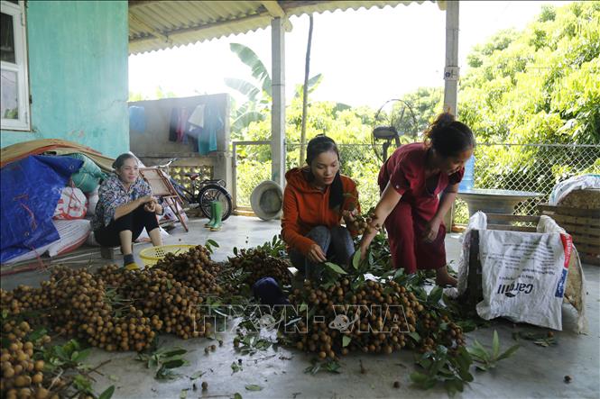 Trong ảnh: Do nhãn mất mùa, thương lái vào tận các hộ trồng nhãn để thu mua. Ảnh: Nam Sương – TTXVN