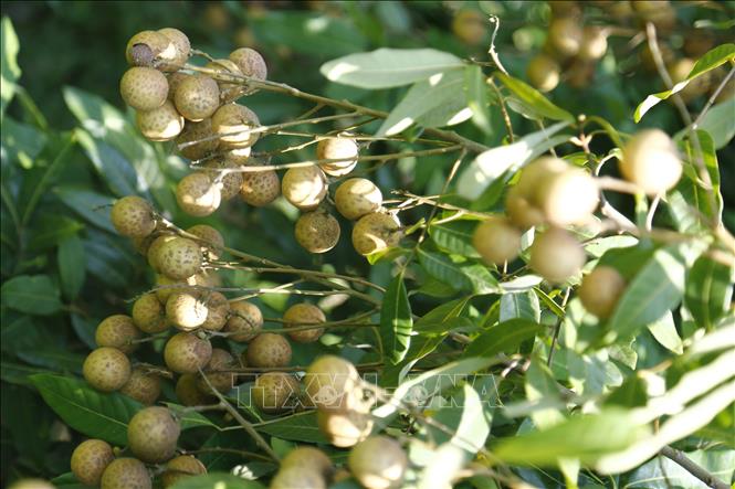 Trong ảnh: Quả nhãn Thái Bình có vỏ sáng đều, cùi dầy và ngọt thơm. Ảnh: Nam Sương – TTXVN