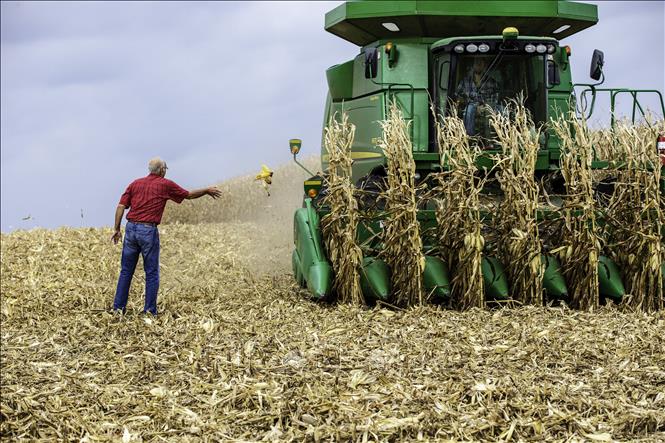 Trong ảnh: Nông dân thu hoạch ngô tại Hastings, bang Minnesota, Mỹ. Ảnh: AFP/TTXVN