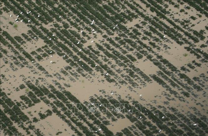 Trong ảnh (tư liệu): Một cánh đồng bị nước lũ nhấn chìm tại bang Louisiana, Mỹ. Ảnh: AFP/TTXVN