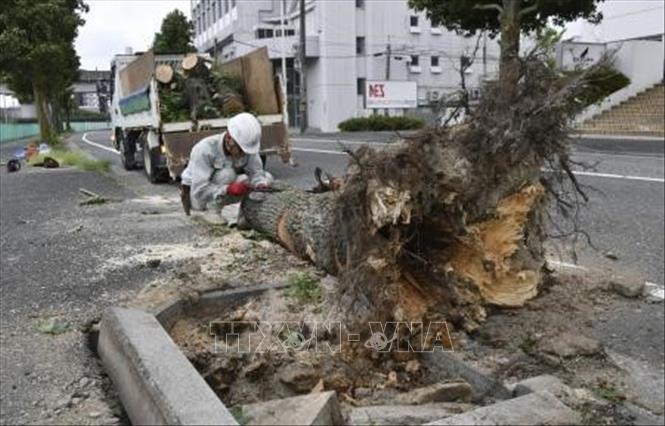 Trong ảnh: Cây cối bị quật đổ do gió lớn khi bão Krosa đổ bộ tỉnh Kochi, miền Tây Nhật Bản ngày 15/8/2019. Ảnh: KYODO/TTXVN