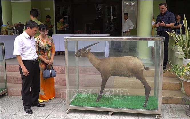 Trong ảnh: Tiêu bản sao la được trao tặng cho Bảo tàng Thiên nhiên Duyên hải miền Trung. Ảnh: Hồ Cầu-TTXVN