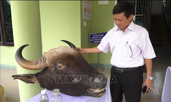 Trong ảnh: Mẫu vật đầu bò tót trao tặng cho Bảo tàng Thiên nhiên Duyên hải miền Trung. Ảnh: Hồ Cầu-TTXVN