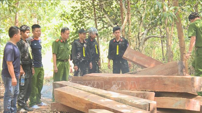 Trong ảnh: Hiện trường vụ phá rừng tại huyện Ea Kar, tỉnh Đắk Lắk. Ảnh: TTXVN phát