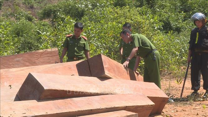 Trong ảnh: Hiện trường vụ phá rừng tại huyện Ea Kar, tỉnh Đắk Lắk. Ảnh - TTXVN phát