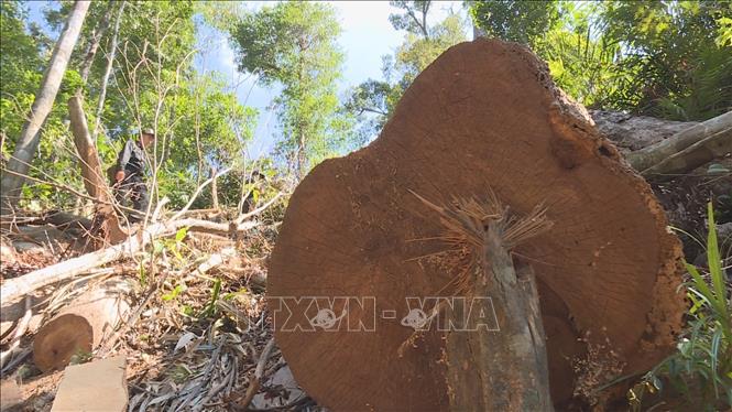 Trong ảnh: Hiện trường vụ phá rừng tại huyện Ea Kar, tỉnh Đắk Lắk. Ảnh - TTXVN phát