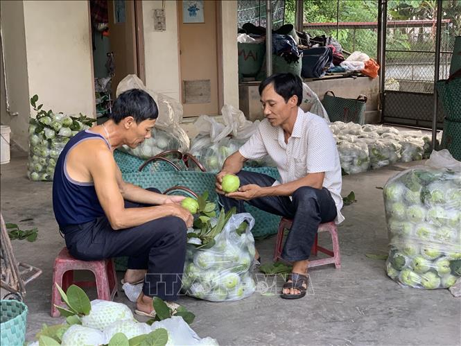 Trong ảnh: Người dân xã Hiệp Lực chuyển đổi nhiều diện tích trồng lúa kém hiểu quả sang cây trồng ổi cho giá trị kinh tế cao. Ảnh: Hiền Anh - TTXVN