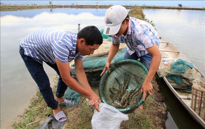 Nuôi cá bống bớp năng suất cao vùng nước lợ  Tạp chí Thủy sản Việt Nam