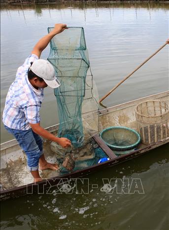 Huyện Nghĩa Hưng Nam Định Nuôi cá bống bớp thu nhập cao