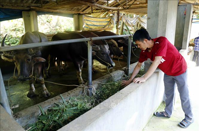 Tổng hợp 97 hình về mô hình nuôi trâu  NEC