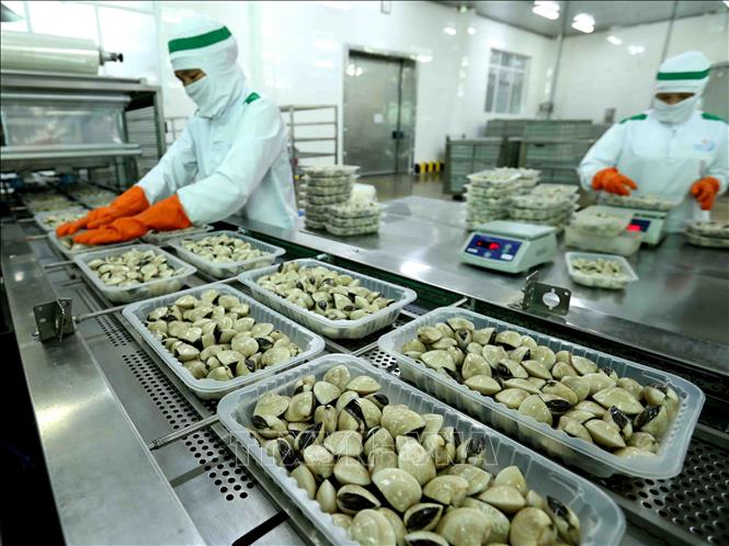 Trong ảnh: Đóng gói sản phẩm ngao nguyên con đông lạnh tại nhà máy của Công ty Thủy sản Lenger Việt Nam. Ảnh: Vũ Sinh - TTXVN