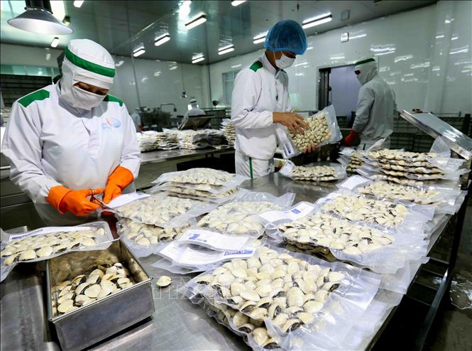 Trong ảnh: Đóng gói sản phẩm ngao nguyên con đông lạnh tại nhà máy của Công ty Thủy sản Lenger Việt Nam. Ảnh: Vũ Sinh - TTXVN