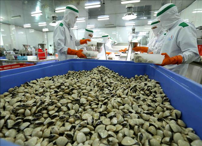 Trong ảnh: Đóng gói sản phẩm ngao nguyên con đông lạnh tại nhà máy của Công ty Thủy sản Lenger Việt Nam. Ảnh: Vũ Sinh - TTXVN