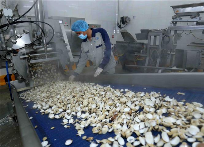Trong ảnh: Dây chuyền chế biến ngao thịt đông lạnh tại nhà máy của Công ty Thủy sản Lenger Việt Nam. Ảnh: Vũ Sinh - TTXVN