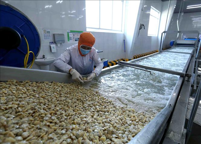 Trong ảnh: Dây chuyền chế biến ngao thịt đông lạnh tại nhà máy của Công ty Thủy sản Lenger Việt Nam. Ảnh: Vũ Sinh - TTXVN