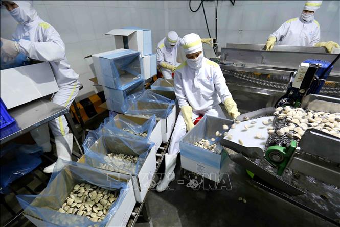Trong ảnh: Đóng gói sản phẩm ngao nguyên con đông lạnh tại nhà máy của Công ty Thủy sản Lenger Việt Nam. Ảnh: Vũ Sinh - TTXVN
