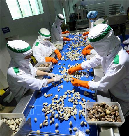 Trong ảnh: Dây chuyền chế biến ngao nguyên con tại nhà máy của Công ty Thủy sản Lenger Việt Nam. Ảnh: Vũ Sinh - TTXVN