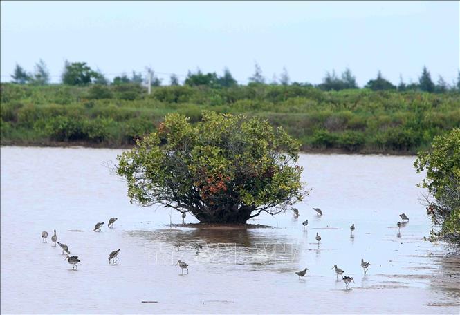 Trong ảnh: Loài chim Choắt về cư trú tại vườn quốc gia Xuân Thủy. Ảnh: Vũ Sinh – TTXVN