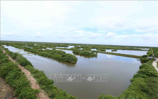 Trong ảnh: Diện tích rừng ngập mặn tại vườn quốc gia Xuân Thủy. Ảnh: Vũ Sinh – TTXVN