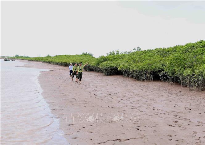 Trong ảnh: Cán bộ Chi Cục Kiểm lâm phối hợp với Ban quản lý vườn quốc gia Xuân Thủy đi tuần tra, bảo vệ diện tích rừng ngập mặn tại vườn quốc gia Xuân Thủy. Ảnh: Vũ Sinh – TTXVN
