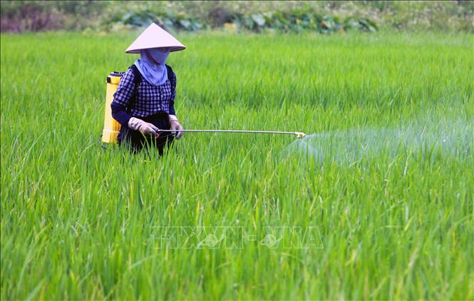 Trong ảnh: Nông dân huyện Vũ Thư phun thuốc trừ sâu đục thân hại lúa. Ảnh: Thế Duyệt – TTXVN 