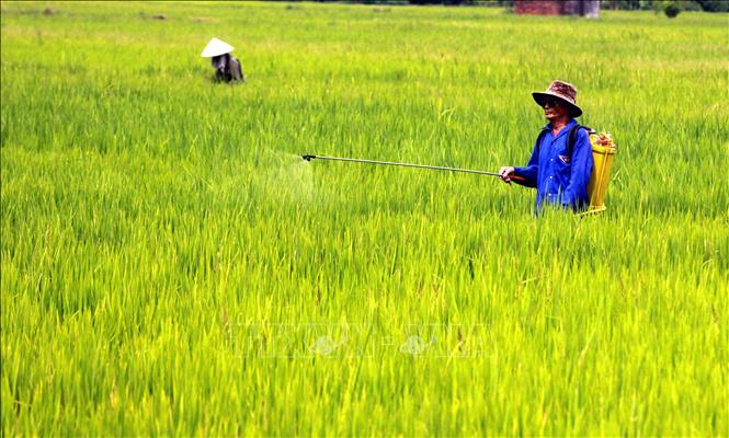 Trong ảnh: Nông dân huyện Vũ Thư phun thuốc trừ sâu đục thân hại lúa. Ảnh: Thế Duyệt – TTXVN 