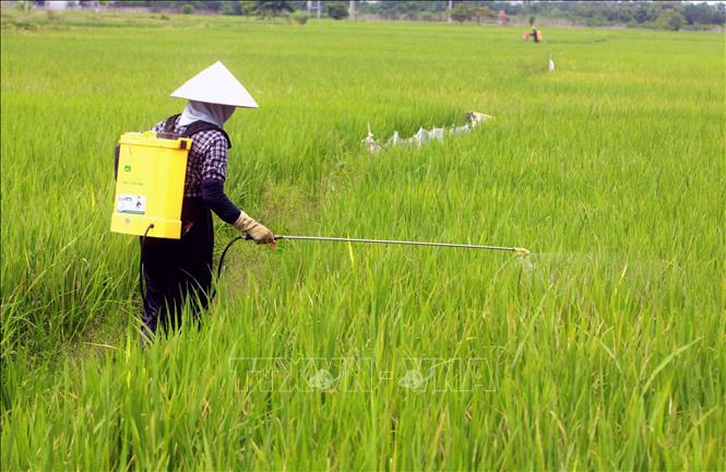 Trong ảnh: Nông dân huyện Vũ Thư phun thuốc trừ sâu đục thân hại lúa. Ảnh: Thế Duyệt – TTXVN 