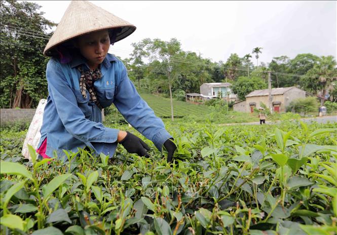 Trong ảnh: Gia đình ông Hà Văn Chón, dân tộc Mường ở khu Bến Đáng, xã Minh Đài, huyện Tân Sơn vay vốn Chương trình hộ sản xuất kinh doanh đầu tư nuôi bò, trồng chè cho hiệu quả kinh tế cao. Ảnh: Trần Việt - TTXVN