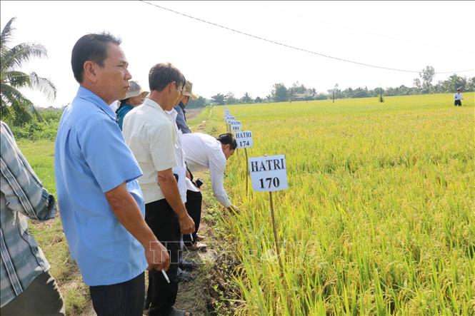 Trong ảnh: Thử nghiệm sản xuất các giống lúa chịu mặn tại trại lúa giống xã Mỹ Nhơn, huyện Ba Tri, tỉnh Bến Tre. Ảnh Công Trí-TTXVN
