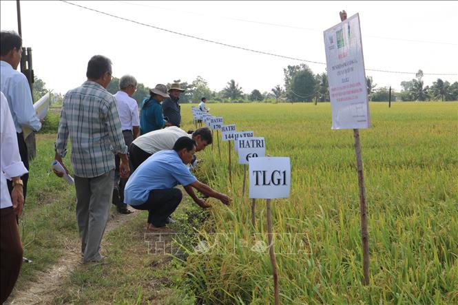 Trong ảnh: Thử nghiệm sản xuất các giống lúa chịu mặn tại trại lúa giống xã Mỹ Nhơn, huyện Ba Tri, tỉnh Bến Tre. Ảnh Công Trí-TTXVN