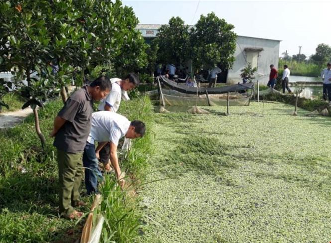 Mô hình tích tụ ruộng đất cấy lúa kết hợp Nuôi trồng Thủy sản có liên kết  bao tiêu sản phẩm đem lại hiệu quả kinh tế cao