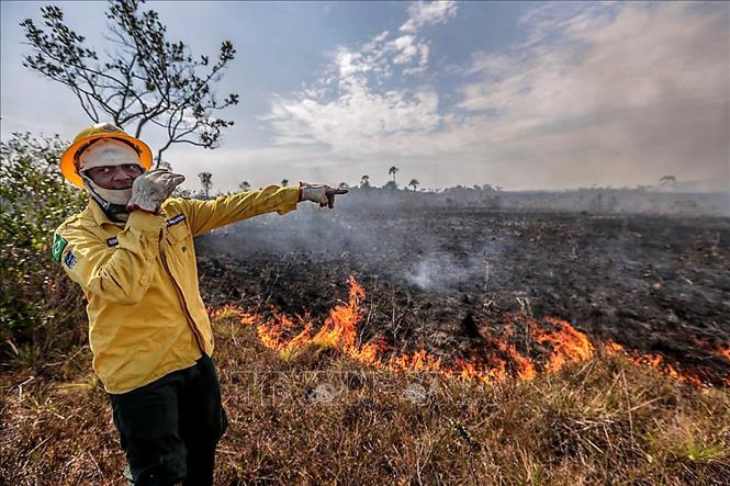 Trong ảnh: Nhân viên môi trường tham gia dập lửa trong vụ cháy rừng tại  Amazonas,Brazil ngày 26/8. Ảnh: THX/TTXVN
