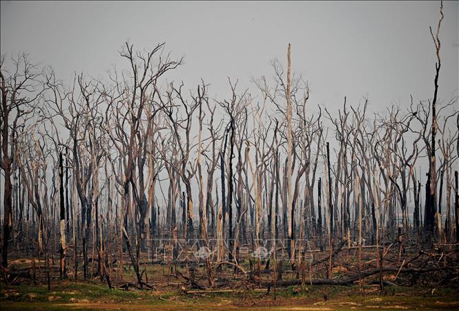 Trong ảnh: Cây cối cháy khô trong vụ cháy rừng tại Rondonia , Brazil ngày 24/8. Ảnh: AFP/TTXVN