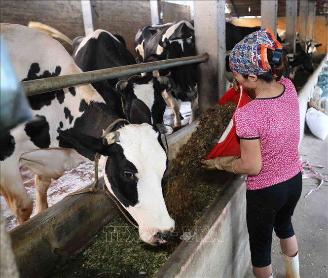 Trong ảnh: Gia đình anh Khuất Anh Tuấn ở thôn Xuân Chiên, xã Vĩnh Ninh, huyện Vĩnh Tường đầu tư chuồng trại nuôi 30 con bò sữa, mỗi tháng cung cấp cho Công ty Cổ phần Sữa Việt Nam (Vinamilk) gần 5.000 kg sữa tươi, thu nhập hơn 60 triệu đồng. Ảnh: Vũ Sinh - TTXVN 
