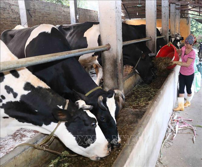 Trong ảnh: Gia đình anh Khuất Anh Tuấn ở thôn Xuân Chiên, xã Vĩnh Ninh, huyện Vĩnh Tường đầu tư chuồng trại nuôi 30 con bò sữa, mỗi tháng cung cấp cho Công ty Cổ phần Sữa Việt Nam (Vinamilk) gần 5.000 kg sữa tươi, thu nhập hơn 60 triệu đồng. Ảnh: Vũ Sinh - TTXVN 