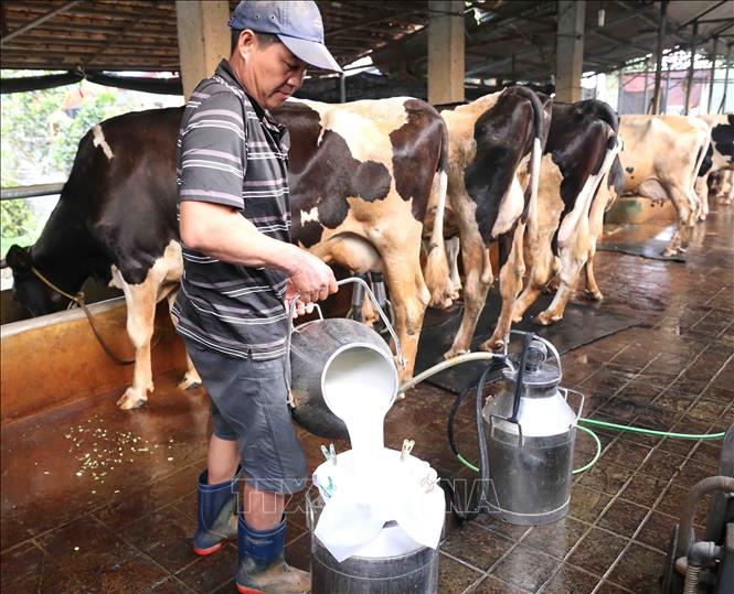 Trong ảnh: Gia đình anh Khuất Anh Tuấn ở thôn Xuân Chiên, xã Vĩnh Ninh, huyện Vĩnh Tường đầu tư chuồng trại nuôi 30 con bò sữa, mỗi tháng cung cấp cho Công ty Cổ phần Sữa Việt Nam (Vinamilk) gần 5.000 kg sữa tươi, thu nhập hơn 60 triệu đồng. Ảnh: Vũ Sinh - TTXVN 