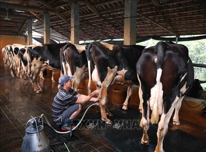 Trong ảnh: Gia đình anh Khuất Anh Tuấn ở thôn Xuân Chiên, xã Vĩnh Ninh, huyện Vĩnh Tường đầu tư chuồng trại nuôi 30 con bò sữa, mỗi tháng cung cấp cho Công ty Cổ phần Sữa Việt Nam (Vinamilk) gần 5.000 kg sữa tươi, thu nhập hơn 60 triệu đồng. Ảnh: Vũ Sinh - TTXVN 