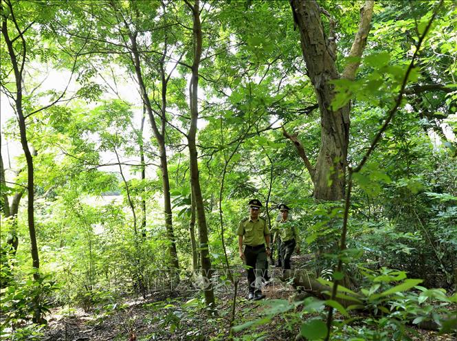 Trong ảnh: Lực lượng Kiểm lâm Vĩnh Phúc phối hợp với chủ rừng đi tuần tra khu vực khoanh nuôi tái sinh rừng lim xanh tại xã Đại Đình, huyện Tam Đảo. Ảnh: Vũ Sinh - TTXVN