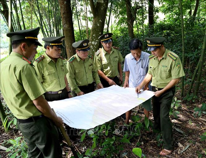 Trong ảnh: Lực lượng kiểm lâm Vĩnh Phúc phối hợp với chủ rừng đi tuần tra ở khu vực khoanh nuôi tái sinh rừng lim xanh tại xã Đại Đình, thị trấn Tam Đảo. Ảnh: Vũ Sinh - TTXVN