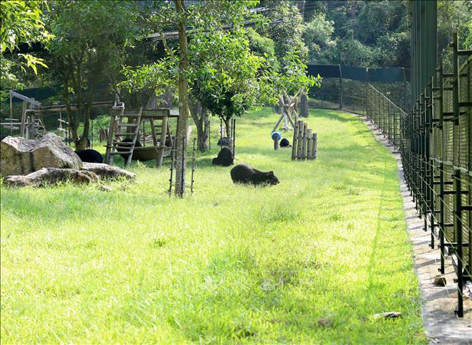Trong ảnh: Cá thể gấu được nuôi dưỡng tại Trung tâm cứu hộ động vật hoang dã Hà Nội. Ảnh: Vũ Sinh - TTXVN