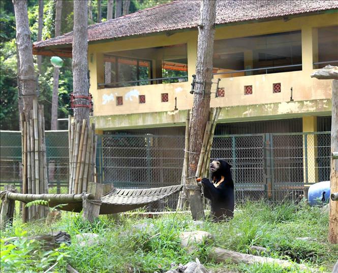Trong ảnh: Cá thể gấu được nuôi dưỡng tại Trung tâm cứu hộ động vật hoang dã Hà Nội. Ảnh: Vũ Sinh - TTXVN