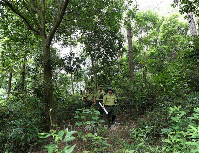 Trong ảnh: Chi Cục kiểm lâm Vĩnh Phúc phối hợp với chủ rừng đi tuần tra bảo vệ rừng ở khu vực khoanh nuôi tái sinh rừng Lim xanh tại xã Đại Đình, huyện Tam Đảo. Ảnh: Vũ Sinh - TTXVN