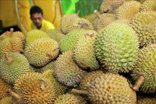 Trong ảnh: Quả sầu riêng bày bán tại một chợ ở Indonesia. Ảnh: AFP/TTXVN