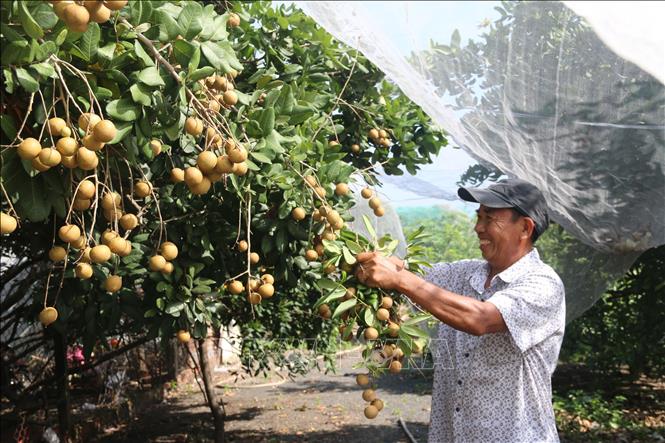 Trong ảnh: Thu hoạch nhãn xuồng tại gia đình ông Bùi Quang Duyệt, phường 12, thành phố Vũng Tàu. Ảnh: Hoàng Nhị - TTXVN