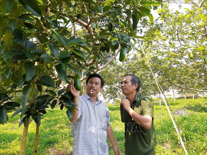 Trong ảnh: Mô hình trồng bơ theo tiêu chuẩn VietGAP tại xã Xà Bang, huyện Châu Đức. Ảnh: Hoàng Nhị - TTXVN