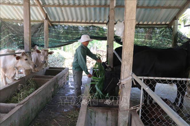 Nuôi heo rừng lai nuôi bò dưới tán cây anh nông dân ở Quảng Nam lãi cả  trăm triệu